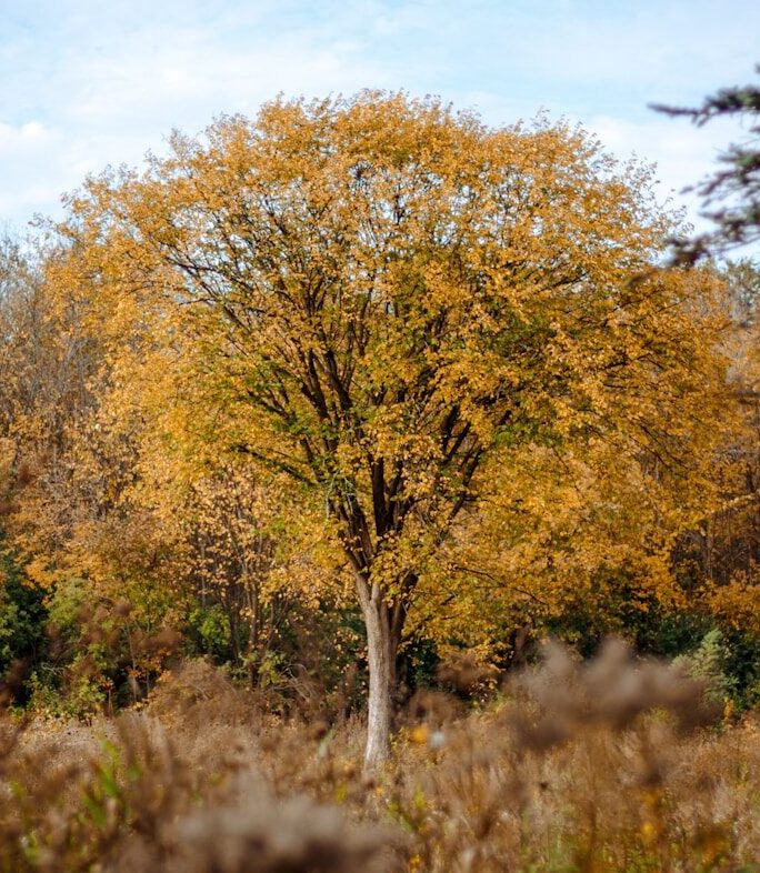 a lone tree in the middle of a field